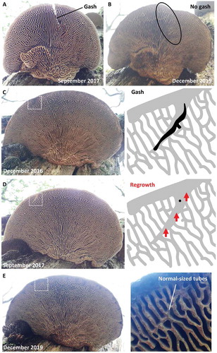 Figure 8. The damaged oak mazegill basidiocarp has capacity to heal. A. Basidiocarp with experimentally given gash. B. Two years after A, the gash has been filled with tissue that resembles the surrounding tubes, i.e., the gash has healed, except that some of the skewed orientation with respect to the overall radial symmetry is still visible and the hymenophore therefore has not regenerated. C. This basidiocarp was found to have a gash, the cause of which is unknown, near its margin. D. Less than a year after C, the gash appears to have been overgrown with new context. E. Two years after D, the tissue that filled the gash has remodeled to resemble the surrounding tubes, the gash has healed, except that the new context retains the skewed orientation of the gash with respect to the over radial symmetry and the hymenophore therefore has not regenerated