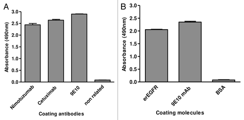 Figure 2. Phage display of EGR domain III and a nimotuzumab-derived antibody fragment. Purified phages displaying either the nimotuzumab target antigenic region (human EGFR Dom III+482–514) or the nimotuzumab binding site itself (a single chain Fv antibody fragment comprising humanized R3 VH and VL regions connected by a linker peptide) were tested by ELISA on microtiter plates coated with different molecules. The anti-tag 9E10 mAb recognizing the c-myc tag fused to all foreign proteins in our system was used to detect the presence of both phage-displayed proteins. Bound phages were detected with an anti-M13 mAb labeled with horseradish peroxidase. A) Phage-displayed EGFR domain III (Dom III+482–514) was tested on nimotuzumab/cetuximab-coated plates. An unrelated antibody was used as negative control. B) Phage-displayed single chain Fv antibody fragment was tested on plates coated with either erEGFR recombinant protein or an unrelated antigen (BSA).