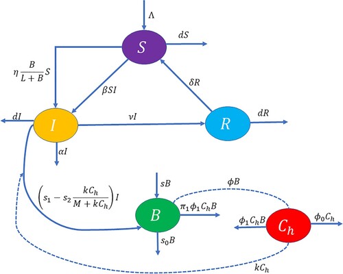 Figure 1. Schematic diagram of model system (Equation1(1) dSdt=Λ−βSI−ηBL+BS+δR−dS,dIdt=βSI+ηBL+BS−(ν+α+d)I,dRdt=νI−(δ+d)R,dBdt=sB−s0B+(s1−s2kChM+kCh)I−π1ϕ1ChB,dChdt=ϕB−ϕ0Ch−kCh−ϕ1ChB.(1) ).