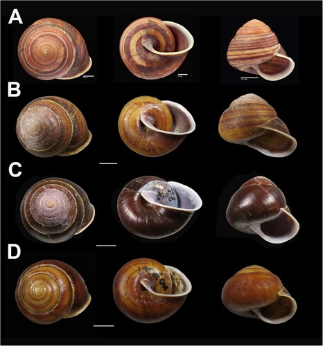 Figure 23. Shell variation in Figuladra bromileyorum sp. nov. A, QMMO87485, Dundowran, SEQ, holotype; B, QMMO86848, White Cliffs, Fraser Id, SEQ; C, QMMO86761, Poona, SEQ; D, QMMO39247, Urangan, SEQ. Scale bars = 10 mm or as indicated. Image A: Queensland Museum.