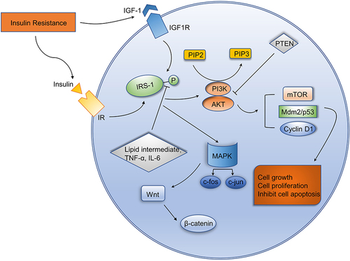 Figure 1 Molecular signaling pathways of insulin resistance in hepatocarcinogenesis. Activation of downstream signaling pathways is indicated by lines ending with arrows whereas inhibition of them is indicated by blunted lines.