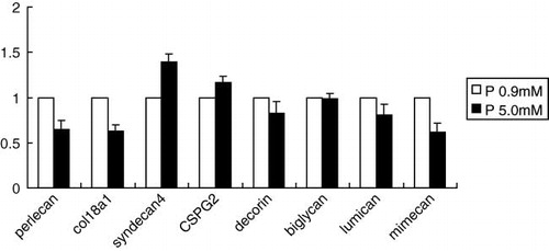 Figure 5.  After 14 days of incubation, total RNA was isolated from the cells and real-time PCR was performed. Real-time PCR showed reduced expression of the HSPGs perlecan and collagen 18 in the calcifying group, but no significant changes were seen in decorin and lumican. Data were normalized to rat glyceraldehyde-3-phophate dehydrogenase (GAPDH) as an endogenous control. Data are presented are mean-fold increase in gene expression from five experiments ± SD. Abbreviation: P  =  phosphorus.