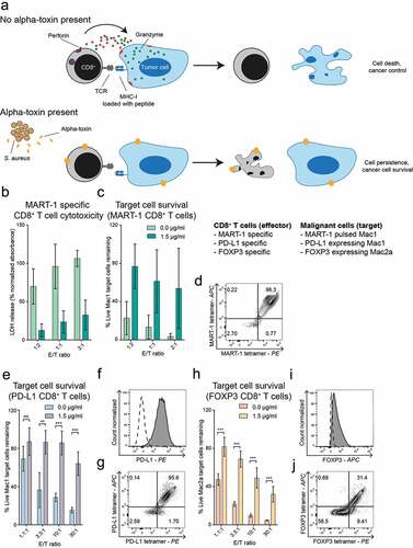 Figure 2. Alpha-toxin inhibits anti-cancer responses of peptide specific CD8+ T cells. Peptide specific CD8+ T cells were cultured for 2 hours at 37°C in the presence or absence of alpha-toxin before being co-cultured for 4 hours with their respective target cells. (a) Schematic hypothesis of effect of alpha-toxin in co-cultures of CD8+ T cell effector cells and target CTCL cells. B-D: MART-1 specific CD8+ T cells (n = 2). (b) LDH release after co-culture of MART-1 specific CD8+ T cells with MART-1 peptide pulsed Mac1 cells. Specific cell lysis was calculated after subtracting the background release from both effector and target cells. (c) Normalized percentage of remaining target cells after exposure to MART-1 specific CD8+ T cells. (d) Tetramer staining of MART-1-specific CD8+ T cells. E-G: PD-L1 specific CD8+ T cells (n = 3). (e) Mac1 cells remaining after co-culture with PD-L1 specific CD8+ T cells. (f) PD-L1 expression of Mac1 cells. The dashed line representing the expression levels of the FMO control. (g) Tetramer staining of PD-L1-specific CD8+ T cells. H-J: FOXP3 specific CD8+ T cells (n = 3). (h) Displaying normalized percentage of Mac2a cells remaining after the exposure to FOXP3-specific CD8+ T cells. (i) Foxp3 expression of Mac2a cells. The dashed line represents the expression levels of the isotype control. (j) Tetramer staining of FOXP3-specific CD8+ T cells. Bar plots display mean ± standard error of mean. Paired students t-tests using GraphPad Prism version 7.00. * p ≤ 0.05, ** p ≤ 0.01 and *** p ≤ 0.001.