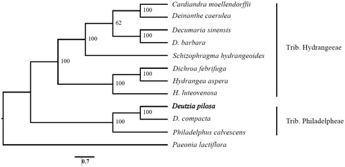 Figure 1. ML tree based on eleven complete chloroplast genomes of Hydrangeaceae and one outgroup species. Numbers at the nodes are bootstrap support values based on 1000 replicates. The species D. pilosa is highlighted in bold.