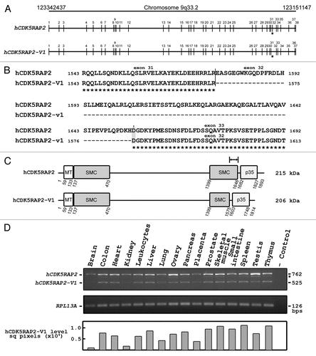 Figure 1 The human full length CDK5RAP2 (hCDK5RAP2) and its spliced variant form (hCDK5RAP2-V1). (A) Schematic diagram of human chromosome 9q33.2 minus strand from nucleotide 123151147 to nucleotide 123342437 [adapted from UCSC Genome Browser on Human Feb 2009 (GRCh37/hg19) Assembly]. Vertical bars with numbers indicate exons for hCDK5RAP2 and hCDK5RAP2-V1. Note that CDK5RAP2 exon 32 is missing in hCDK5RAP2-V1 (asterisk) due to alternative splicing. (B) Sequence alignment of hCDK5RAP2 with hCDK5RAP2-V1. Sequences were aligned by CLUSTAL 2.0.12 multiple sequence alignment software; amino acid numbers are indicated on either side. The identical sequences of hCDK5RAP2 and hCDK5RAP2-V1 are shown. The broken line corresponds to the missing amino acid sequence in hCDK5RAP2-V1. The codon (GAT) encoding aspartic acid (D, shaded in grey) for hCDK5RAP2 and hCDK5RAP2-V1 is generated from the combination of nucleotides (G-AT) between exon 32 and exon 33, and between exon 31 and exon 32, respectively. (C) Primary structure of hCDK5RAP2 and hCDK5RAP2-V1. hCDK5RAP2 encodes 1,893 amino acids (215 kDa) while hCDK5RAP2-V1 encodes 1,814 amino acids (206 kDa) lacking 79 amino acids from amino acid1,576 to amino acid1,654. hCDK5RAP2 (genbank accession no. NP_060719) and hCDK5RAP2-V1 (genbank accession no. NP_001011649) are shown. (D) Tissue distribution of hCDK5RAP2 and hCDK5RAP2-V1 transcripts by PCR using human cDNAs as template and the following primers: forward primer (TGG AAC GGC AAG GAT CTG AA) and reverse primer (TCA CTG CCT GGG AGG AAT CA). hCDK5RAP2 and hCDK5RAP2-V1 transcripts produce 762 bp and 525 bp PCR fragments. RPL13A was used as an internal control: forward primer (CCTG GAG GAG AAG AGG AAA GAG A) and reverse primer (TTG AGG ACC TCT GTG TAT TTG TCA A). No template was used for the negative control. Levels of hCDK5RAP2-V1 transcript were determined by densitometric analysis using the Image J software. Asterisk indicates a non-specific PCR product that was confirmed by sequence analysis.