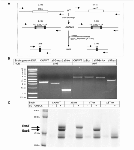 Figure 2. Strategy and validation of the antibiotic recycling method inPseudomonas aeruginosa.(A) Strategy for allelic exchange and antibiotic marker recycling. Allelic exchange leads to an aacC1lox deletion/insertion (1 kb) mutant that can then be unmarked through the introduction of the cre expression plasmid pCM157. The process can then be repeated with a second target gene to generate double mutations. Sizes correspond to PCR amplification between primers (black arrows). (B) PCR analysis of allelic exchange and subsequent marker removal for exoS and exoT loci. The forward primer for amplification of the upstream flank and the reverse primer for the downstream flank were used together to amplify across the entire locus. The molecular weight standard in the first lane is a 1-kb DNA Ladder (Promega France, Charbonnieres, France). (C) Secretion profiles of wild-type (WT) and mutant strains. Coomassie blue stained 10% sodium dodecyl sulfate polyacrylamide gel electrophoresis (SDS-PAGE) of supernatant fraction in type III secretion system (TTSS) induced condition (+) or non-induced conditions (−). Type III-related exoproducts and molecular weight standard (LMW-SDS Marker kit; Amersham Biosciences Europe GmbH, Orsay, France) are indicated on the left side of the gel.