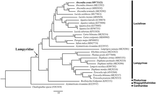 Figure 1. Phylogenetic tree of 28 Lampyridae species including Abscondita cerata (in this study, MW751423) and 2 outgroups based on the sequence of mitochondrial 13 protein-coding genes. The tree was reconstructed under the GTRGAMMA model implemented in RAxML v.8.1.17 (Stamatakis Citation2014). Nodal support confidence was estimated using a fast bootstrapping analysis with 1000 replicates in RAxML with the model GTRCAT.