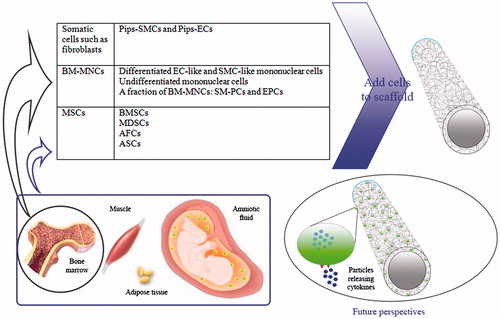 Figure 3. A number of cell sources and future perspectives for development of vascular graft.