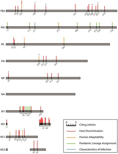Figure 4. Influenza A virus amino acid positions identified as important for generating predictions of host discrimination, human adaptability, pandemic lineage assignment, or characteristics of infection among two or more of the reviewed machine learning studies from independent labs. The size of the coloured bars is proportional to the number of references citing that position as an important feature in their model. No important features in neuraminidase (NA) were identified in more than one study. Asterisks denote positions with an empirically demonstrated function; see Table S3 for descriptions and references.