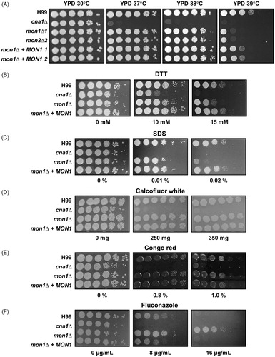 Figure 2. Phenotypes of the Cnmon1Δ mutant following exposure to various stresses. Spot dilution assays with WT (H99), Cncna1Δ (KK1), Cnmon1Δ (HP55 and HP56), and Cnmon1 + CnMON1 (HPC3 and HPC4). Cells were incubated overnight, diluted 10-fold, and plated on YPD agar. Plated cells were incubated for 2 days at 30, 37, 38, and 39 °C. (A) Serially diluted cells were also plated on YPD agar without or with (B) dithiothreitol (DTT), (C) sodium dodecylsulfate (SDS), (D) calcofluor white, (E) congo red, and (F) fluconazole at the indicated concentrations. Results shown are representative of two independent experiments.