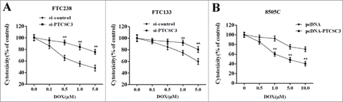 Figure 3. Over-expressed PTCSC3 inhibited the drug resistance of ATC. (A) The cytotoxicity of DOX to FTC 238 and FTC 133 was detected by MTT assay. **P < 0.01 vs. si-control. (B) The cytotoxicity of DOX to 8505C was detected by MTT assay. **P < 0.01 vs. pcDNA.