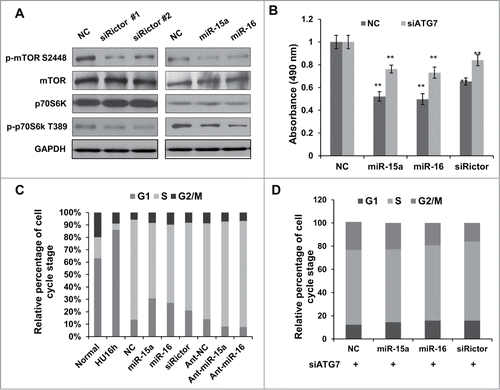 Figure 4. MiR-15a and miR-16 inhibit cell proliferation partly through autophagy. (A) HeLa cells were transfected with Rictor siRNAs, miR-15a, miR-16 or NC. Western blotting were performed to analyze the status of total and phosphorylated mTOR and p70S6K. (B) MTT assay of HeLa cells transfected with miR-15a, miR-16, Rictor siRNA or NC, in the presence or absence of ATG7 siRNA. Cell viability (OD 490 nm absorbance) was examined at 48 h after transfection. Data shown are means ± SD of three independent experiments, **P < 0.01, student 2-tailed t test. (C) miR-15a and miR-16 induces G1/S cell cycle arrest. HeLa cells transfected with miR-15a, miR-16, Rictor siRNA or NC were synchronized at G1/S boundary by treatment with hydroxyurea (HU). Cells were released from HU block for 4 h, fixed and stained with with PI for Flow cytometry analysis. (D) Inhibition of autophagy partially rescues miR-15a and miR-16 induced G1/S cell cycle arrest. HeLa cells co-transfected with ATG7 siRNA and miR-15a, miR-16, Rictor siRNA or NC were synchronized at G1/S and released for 4 h. Percentage of G1, S and G2/M cells was quantified from flow cytometry analysis.