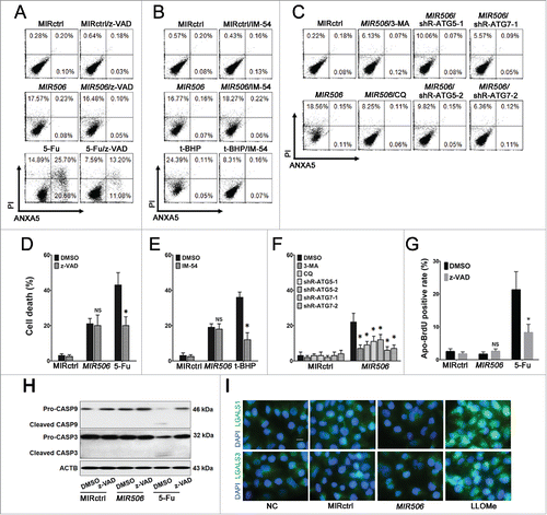 Figure 3. Cell death caused by MIR506 is dependent on autophagy. (A) MDA-PATC53 cells were transfected with MIRctrl or MIR506 or pretreated with apoptosis-inducer 5-FU in the absence (DMSO) or presence of the selective apoptosis inhibitor z-VAD-FMK (z-VAD; 20 mM) for 96 h; (B) MDA-PATC53 cells were transfected with MIRctrl or MIR506 or pretreated with the necrosis promoter t-BHP in the absence (DMSO) or presence of necrosis inhibitor IM-54 (10 mM) for 96 h; (C) MDA-PATC53 cells were pretreated with the autophagy inhibitor 3-MA (5 mM) or CQ (50 μM) or transfected with shRNAs to knock down ATG5 or ATG7 first, and then transfected with MIRctrl or MIR506 for 96 h. Cells were trypsinized and analyzed by flow cytometry after being stained with FITC-labeled ANXA5-PI. (D-F) After pretreatment as described in (A-C), cell death was also quantified by trypan blue exclusion assay. (G) MDA-PATC53 cells were transfected with MIRctrl or MIR506 or pretreated with 5-FU in the absence (DMSO) or presence of z-VAD-FMK (20 mM) for 96 h. Cells were labeled with Apo-BrdU and analyzed by flow cytometry. (H) After pretreatment as described in (G), whole-cell extracts of MDA-PATC53 cells were subjected to immunoblotting with anti-CASP3 and -CASP9 antibodies. (I) MDA-PATC53 cells were pretreated with or without the LMP inducer LLOMe (2 mM) or transfected with MIRctrl or MIR506 for 96 h. Cells were fixed for immunofluorescent staining with anti-LGALS1 or -LGALS3 antibody and visualized with a fluorescence microscope. Data represent mean ± SD of at least of 3 independent experiments. NS, not significant; *P < 0.05. Scale bar: 10 μm.