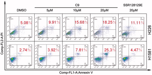 Figure 6. Effects of compound C9 on apoptosis in NCI-H226 and NCI-H1581 cells compared to the positive control compound SSR128129E.