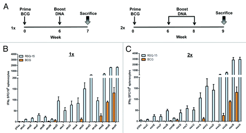 Figure 5. Prime-boost BCG vaccination with RSQ-15 DNA vaccine increases the esx-specific BCG-induced responses. (A) Immunization schedule for the 2 different prime-boost regimens. CB6F1 mice were immunized s.c. with 106 CFU of BCG SSI. Six weeks later, mice were boosted i.m once (1x) or boost immunized twice (2x) at 2 wk intervals with 100 µg (20 µg per esx construct) of the RSQ-15 vaccine. Seven days after the 1× (B) and 2× (C) boost, spleens were assayed by IFN-γ ELISpot. pVAX1 and BCG-only controls were included. Results represent SEM of 5 mice per group. Experiments were performed independently at least 2 times with similar results.