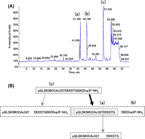 Fig. 6. LC–MS/MS analysis of fluorescent synthetic peptide digested with pepsin.