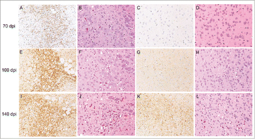 FIGURE 2. Pathological changes in the brain occurring during mBSE disease progression. Groups of mice were sacrificed at the defined time points indicated on the left side of the panels. Fixed brain sections from each culling time were subjected to hematoxylin and eosin staining (B, D, F, H, J, and L) together with immunohistochemistry for PrPSc (A, C, E, G, I, and K). PrPSc immunoreactivities were detected with the anti-PrP monoclonal antibody SAF84. Micrographs show the dorsal medulla (A, B, E, F, I, and J) and cerebral cortex (C, D, G, H, K, and L).