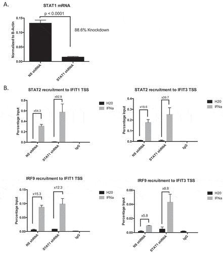 Figure 3. Interferon-induced DNA binding is maintained in the absence of STAT1.