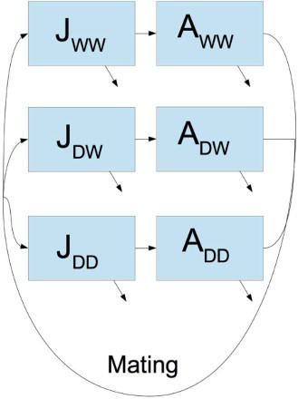 Figure 1. Schematic of the mosquito life-cycle model. Aquatic stages (J) and adult stages (A) are denoted by their genetic composition: wild type (W) or gene drive (D). All mating crosses are possible and the offspring are generated according to Table A1. Mortality occurs with at a density-dependent rate from the aquatic stages and a constant rate from the adults stages, both denoted by a diagonal arrow.