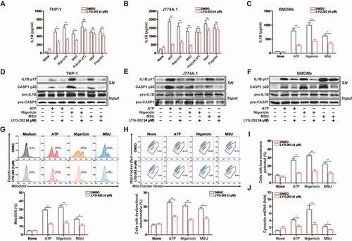 Figure 8. LYG-202 suppressed NLRP3 inflammasome activation. (A and B) ELISA of IL1B in supernatants of LPS-primed differentiated THP-1 cells (A) and J774A.1 cells (B) treated with 4 μM of LYG-202, followed by stimulation with ATP (5 mM) for 1 h, nigericin (4 μM) for 3 h, MSU (150 μg/ml), MDP (200 ng/ml) or flagellin (200 ng/ml) for 6 h, or transfection of poly(dA:dT) (1 μg/ml) for 8 h. (C) ELISA of IL1B in supernatants of BMDMs treated with 4 μM of LYG-202, followed by stimulation with ATP (5 mM) for 1 h, nigericin (4 μM) for 3 h, MSU (150 μg/ml) for 6 h. (D-F) Immunoblot analysis of IL1B and CASP1 in supernatants (SN) and extracts (Input) of LPS-primed differentiated THP-1 cells (D), J774A.1 cells (E) and BMDMs (F) treated as above. (G) Flow cytometry analysis (top) and quantification (bottom) of mitochondrial ROS by MitoSOX staining in LPS-primed J774A.1 cells treated with 4 μM of LYG-202, followed by stimulation with ATP, nigericin, or MSU. (H) Flow cytometry analysis (top) and quantification (bottom) of mitochondrial status in LPS-primed J774A.1 cells treated as above. Gates represent cells with damaged mitochondria. (I) Flow cytometry analysis of mitochondrial membrane potential by JC-1 staining in LPS-primed J774A.1 cells treated as above. (J) Quantitative real-time PCR analysis of mtDNA released from LPS-primed J774A.1 cells treated as above. Data are presented as mean ± SD (n = 3). *P < 0.05, **P < 0.01.