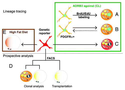 Figure 1. Experimental strategies for the identification of bipotent adipocyte progenitors. Initial experiments used tracing techniques (top panel) to investigate the origin of brown adipoyctes that are induced by the ADRB3 agonist stimulation (green box). (A) In vivo tagging with thymidine analogs demonstrated that iBA come from proliferating cells. (B) Immunotyping of cells tagged with thymidine analogs indicated that iBA are derived from progenitors that express PDGFRα+. (C) Inducible genetic tagging with the PDGFRα-CreER reporter model proved that PDGFRα+ cells become iBA during CL stimulation. Prospective analysis (lower panel) of FACS-isolated cells indicate that PDGFRα+ have the potential to become either brown and white adipocytes. (D) FACS-isolated cells formed colonies that contain both brown and white adipocytes, and following transplantation became white adipocytes. (E) Lineage tracing using the PDGFRα-CreER reporter model demonstrated that high fat feeding greatly increases the recruitment of white adipocytes from PDGFRα+ progenitors.