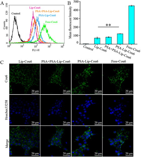 Figure 2. Intracellular uptake study of Lip-Cou6, PSA + PSA-Lip-Cou6, PSA-Lip-Cou6, and free Cou6 on 4T1 cells after incubation for 1 h at 37 °C. (A) Flow cytometric quantitative determination of Cou6 uptake. B: Quantitative analysis of Cou6 uptake based on flow cytometric plots. Each bar represents the mean ± SD (n = 3), **p < .01. C: Laser confocal scanning microscopy images of 4T1 cells. Green and blue indicate the fluorescence of Cou6 and Hoechst 33258, respectively.