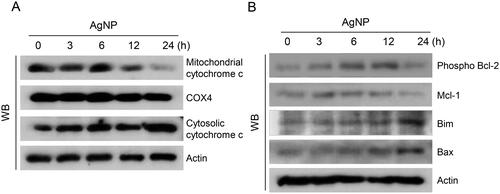 Figure 5. AgNP changed the expression of mitochondria-related proteins. (A, B) Western blot analysis was performed for the detection of (A) cytochrome c and (B) phospho Bcl-2, Mcl-1, Bim, and Bax proteins. COX4 was used as mitochondrial loading control and actin was used as cytosol or total loading control.
