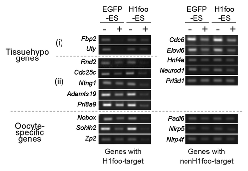 Figure 6. Chromatin structures are correlated with the DNA methylation status of H1foo-targets. Nuclease sensitivity assay with H1foo-targets in EGFP- and H1foo-ES cells. DNA fragments in undigested (-) and digested (+) nucleosomes were amplified by PCR.