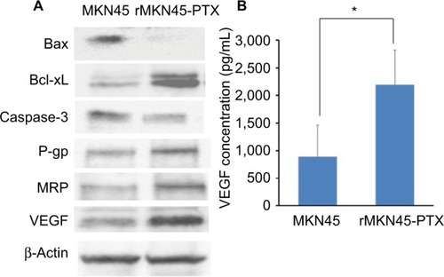 Figure 5 (A) Western blot analysis of Bax, Bcl-xL, caspase-3, P-gp, MRP, VEG and β-actin in MKN45 and rMKN45-PTX. Expression of Bax and caspase-3 was significantly downregulated, whereas expression of Bcl-xL, P-gp, MRP and VEGF was increased in rMKN45-PTX. The average signal intensity was standardized to that of β-Actin. (B) VEGF levels in gastric cancer cells were measured by an ELISA system.Notes: Values represent mean ± SD (n = 3). *P < 0.05.Abbreviations: P-gp, P-glycoprotein; MRP, multidrug resistance-associated protein; VEGF, vascular endothelial growth factor; PTX, paclitaxel.