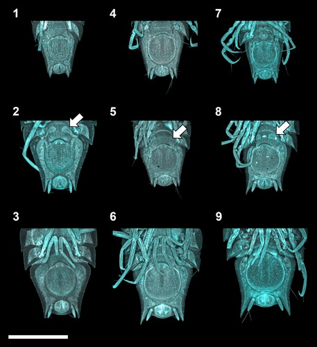 Fig. 3. Ontogenetic development of the manca stages of the Haploniscus belyaevi species complex. Ventral pleotelson CLSM-scans of three different phenotypic clusters H. ‘KKT’ (KBII Hap227 (1), KBII Hap234 (2), KBII Hap107 (3)), H. ‘SO’ (SKB Hap45 (4), SKB Hap12 (5), SKB Hap39 (6)) and H. aff. belyaevi (SKB Hap09 (7), SKB Hap30 (8), SKB Hap52 (9)) across the three successive ontogenetic stages: manca I (1, 4, 7), manca II (2, 5, 8) and manca III (3, 6, 9). Arrows on manca II specimens indicate the subcuticular anlagen of the developing seventh pereopods.