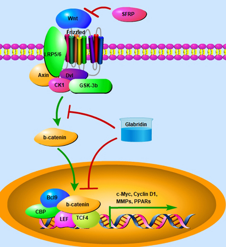 Figure 3 Glabridin ameliorates the activity of Wnt/β-catenin signaling. Binding of Wnt protein to Frizzled may activate Wnt/β-catenin signaling by recruiting Axin, CK1, Dv1, and GSK-3β. However, SFRPs can negatively regulate Wnt/β-catenin signaling by abolishing Wnts, forming inactive complexes with Frizzled receptors. Activation of Wnt/β-catenin signaling induces inactivation of GSK-3β, stability of β-catenin, and nuclear translocation of β-catenin, which binds to TCF4 and LEF-1 and promotes the transcriptional expression of target genes, such as MMPs, c-Myc, and Cyclin D1. Glabridin exhibits inhibitory activity against β-catenin-mediated target genes expression.