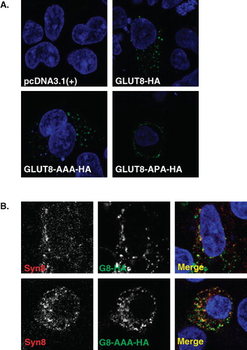Figure 5. GLUT8 and the GLUT8AAA mutant localize to the late endosome/lysosome. (A) To determine whether threonine (-3) or proline (-1) affects the cellular localization of GLUT8, HEK293 cells were transfected and stained with an antibody directed against the HA-tag for GLUT8-HA, GLUT8-APA-HA, and GLUT8-AAA-HA. GLUT8-HA, GLUT8-TAP-HA, and GLUT8-AAA-HA localized to an intracellular compartment, whereas GLUT8-APA-HA trafficked to the cell surface. Images were obtained using a 60× oil objective lens. (B) Both GLUT8-HA and GLUT8-AAA-HA (Green channel) colocalized with the late endosomal/lysosomal marker Syntaxin 8 (Red channel) (n = 3).