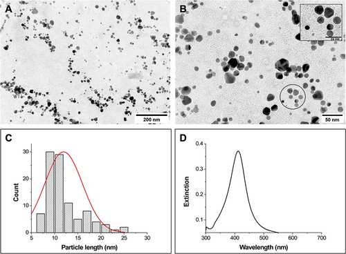 Figure 2 (A) and (B) Representative TEM micrographs of AgNPs, scale bars = 200 and 50 nm, respectively; inset scale bar = 24 nm. (C) Particle size distribution obtained from TEM images (total particles measured = 100). (D) Extinction spectrum of AgNPs.