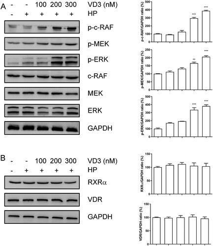 Figure 4. 1,25-D3 promotes c-Raf/MEK/ERK phosphorylation in H. pylori-treated GES-1 cells. GES-1 cells were infected with H. pylori SS1 strain (MOI: 100) and treated with different concentrations of 1,25-D3 for 24 h, (A) c-Raf, MEK and ERK phosphorylation levels and (B) RXRα and VDR levels were determined by western blot. Bars represent means ± S.E.M of three independent experiments. **p < 0.01, ***p < 0.001 vs. H. pylori alone treatment.