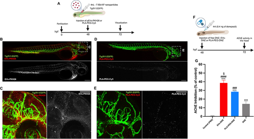 Figure 6 In vivo biodistribution of nanoformulations in zebrafish embryos and acetylcholinesterase activity in the head. (A) Scheme showing the injection site (i.v.) in embryonic zebrafish (48 hpf) and imaging period. NPs-PLA-PEG-Cy5 and EVs-PKH26 were microinjected into the Tg (flk1:EGFP) zebrafish larvae at a dose equivalent to 7.92×105 NPs (4nL). Vascular endothelial cells are in green and labeled nanoformulations are in red. The nanoformulations were screened for in vivo distribution after 24h in the lateral position. Created with BioRender.com. (B and C) Whole embryo (10× magnification) and head-level (20× magnification) views of EVs-PKH26 biodistribution. EVs-PKH26 remains associated with the dorsal region of the embryo. Bright red dots were observed in the brain region of the larvae, corresponding to EVs-PKH26. The gray dots correspond to the presence of nanoformulations in the respective regions. (D and E) Whole embryos and head-level views of biodistribution. NPs-PLA-PEG-Cy5 predominantly circulated freely and was distributed throughout the vasculature of the embryo. High levels of NPs-PLA-PEG-Cy5 were confined to the vasculature but low level in the brain parenchyma (gray). Scale bars: 200µm (whole embryo) and 100µm (head). (F) Schematic representation of the injection and AChE activity analysis. Created with BioRender.com. (G) Effect of nanoformulations on the inhibition of the AChE activity in the zebrafish brain. The percentage of inhibition values was calculated in comparison to the activity of the control group without treatment. Data presented are mean ± SEM (n=3), six fish per sample. ***p <0.001, ****p < 0.0001 vs control, ###p < 0.001, ####p < 0.0001 vs DNZ, and $p < 0.05 vs NPs-PLA-PEG. One-way ANOVA followed by Tukey’s post hoc test.