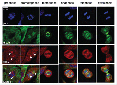 Figure 2. PKA localization during mitosis. HeLa cells at different mitotic stages from prophase to cytokinesis exhibiting a DNA staining (Hoechst, in blue, upper panel), a spindle staining (α-tubulin, in green, second panel) and a PKA catalytic sub-unit staining (in red, third panel). The lower panel represents the merge of the different channels. White arrows highlight the centrosomal regions where PKA catalytic sub-unit is more concentrated.