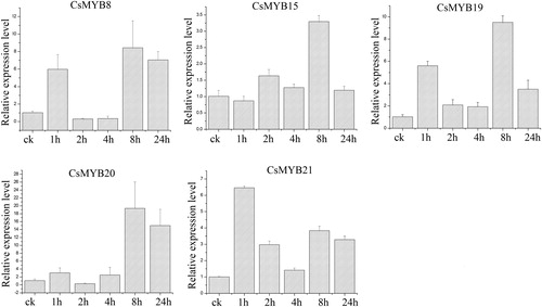 Figure 7. Relative expression level of the five CsMYB genes under drought treatment.