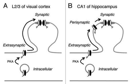 Figure 2 Working model to explain the difference in AMPAR regulation at synapses in layer 2/3 (L2/3) visual cortex and hippocampal CA1 area. (A) In L2/3 visual cortex, increasing GluA1-S845 phosphorylation enhances cell surface expression of both GluA1 (white subunit) and GluA2 (black subunit). These then are free to diffuse into synapses and function as synaptic AMPARs. However, we have evidence that synaptic anchoring of these freely diffusing AMPARs require an additional step.Citation18 While our model depicts GluA1/GluA2 heteromers, a similar regulatory mechanism may operate for GluA1 homomers.Citation18 (B) In CA1 of hippocampus, there is an additional perisynaptic compartment that prevents extrasynaptic AMPAR s from freely diffusing into synapses. Perisynaptic to synaptic trafficking may require NMDARCitation11 and/or mGluRCitation9 activation. We have evidence that GluA1 homomers are anchored to perisynaptic sites under basal conditions in the CA1.Citation9 Materials and methods were the same as in our original article,Citation18 except all was done in hippocampal slices (400 µm thick) from 3–4 weeks old C57BL6/J mice (Jax lab). All experimental procedures followed the guidelines of the National Institution of Health, and were approved by the Institutional Animal Care and Use Committee (IACUC) of the University of Maryland.