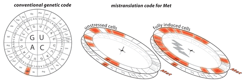 Figure 5. Mismethionylation of several tRNA causes mistranslation in vivo. tRNA-microarray analyses have shown that methionyl-tRNA synthetases misacylate non-cognate tRNA with methionine which are subsequently used in translation. The extent of mismethionylation is linked to cell fitness.