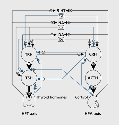 Figure 1. Overview of the relationships between the monoamine systems and the hypothalamic-pituitary-thyroid (HPT) and hypothalamic-pituitary-adrenal (HPA) axes. 5-HT, serotonin; NA, noradrenaline; DA, dopamine; monoamine receptors, 5-HT1A, α2-adrenoreceptor, DA-D2; ACTH, adrenocorticotropic hormone; CRH, corticotropin-releasing hormone; TRH, thyrotropin-releasing hormone; TSH, thyroid-stimulating hormone. + and - arrows indicate stimulation and inhibition, respectively, of the secretion of monoamines and hormones.