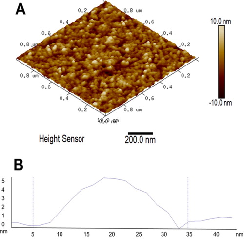 Figure 4. Representative 3D AFM height image of CAPE-loaded micelles (A) and cross-section through one of the micelles (B).