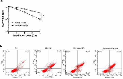 Figure 1. Effect of miR-200a on radiosensitivity of osteosarcoma cells in vitro. a: Single-hit multi-target model to fit the cell survival curve. b: Overexpression of mimic-200a by 2 Gy radiotherapy for apoptosis of osteosarcoma cells