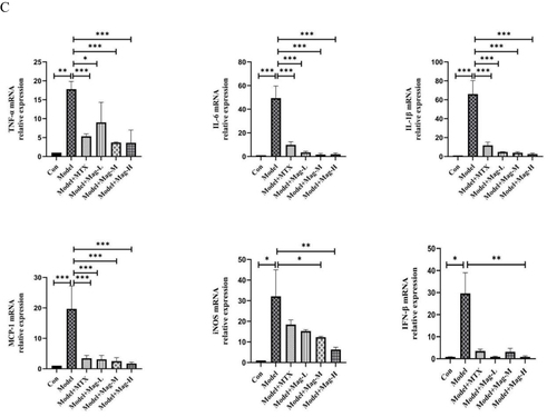Figure 5 The effects of Mag on the expression of inflammatory cytokines and chemokines in CIA mice. (A) ELISA was used to detect the concentrations of TNF-α, IL-6, IL-1β, and MCP-1 in the serum of mice in each group. (B) qRT-PCR was performed to investigate the mRNA expression of TNF-α, IL-6, IL-1β, MCP-1, iNOS, and IFN-β in the synovial tissues of the mice in each group. (C) qRT-PCR was performed to investigate the mRNA expression of TNF-α, IL-6, IL-1β, MCP-1, iNOS, and IFN-β in the peritoneal macrophages of CIA mice. Data in (A–C) are representative of at least three repetitions. *P<0.05, **P<0.01, ***P<0.001 (one-way ANOVA with Tukey’s post hoc test or Kruskal–Wallis test).