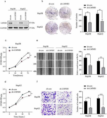 Figure 5. Knockdown of LMNB1 inhibits HCC growth and migration in vitro. (a) LMNB1 was knocked down in Hep3B and HepG2 cells, and the LMNB1 knockdown efficiency was confirmed by western blot analysis. (b) In colony formation assays, LMNB1 knockdown suppressed HCC proliferation. Scale bars = 0.5 cm. (c, d) In CCK-8 assays, LMNB1 knockdown suppressed HCC proliferation. (e) LMNB1 knockdown inhibited HCC migration. Scale bars = 200 μm. (f) LMNB1 knockdown inhibited HCC invasion. Scale bars = 100 μm. *P < 0.05, **P < 0.01, ***P < 0.001.