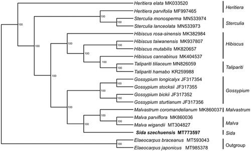 Figure 1. Maximum-likelihood tree showing the phylogenetic position of Sida szechuensis based on the complete chloroplast genome sequences of 20 species. Bootstrap support values (1000 replicates) are shown next to the nodes.