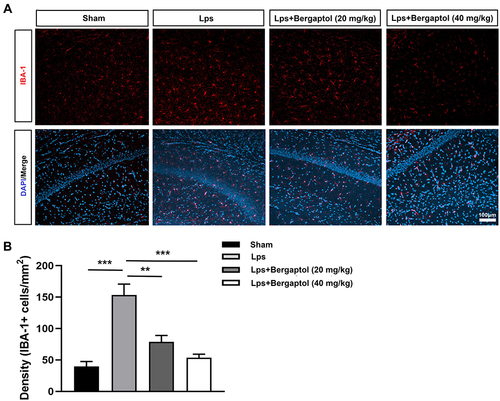 Figure 6 Effects of Bergaptol on LPS-treated mouse hippocampus Iba-1 positive microglia. (A) The effect of Bergaptol on Iba-1 positive microglia was detected by immunofluorescence staining. The scale bar was 100 μm. (B) Statistical results of immunofluorescence. Microglia density is indicated by the number of Iba-1 positive microglia per unit area. The results are expressed as mean ± SEM (n=3). **P < 0.01 and ***P < 0.001 as compared with the LPS group.