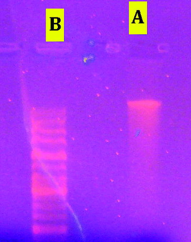 Figure 7. In vivo effects of extract on DNA fragmentation of EAC cells. DNA run and detected on 1.5% agarose gel electrophoresis. (A) DNA from control EAC cells, (B) DNA from Eucalyptus treated EAC cells (DNA fragmentation detected from treated EAC cells).