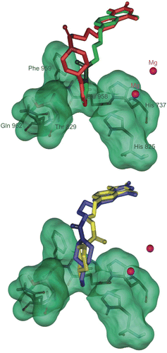 Figure 7.  Solvent surface (green) of pocket C conserved amino acids having polar and non-polar interactions with consensus structure of compounds 4l (red stick), 4m (green stick), 4j (yellow stick) and 4k (bleu stick). The amide groups of inhibitors have been drawn in contrasted colors.