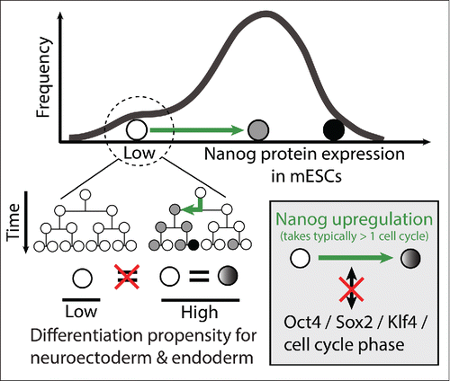 Figure 1. ESCs can transition between different Nanog expression states. Within the Nanognegative/low ESC population, different states exist: cells that do upregulate Nanog again, and those that do not for many generations. These different Nanognegative/low states differ in their differentiation propensities. Nanog upregulation is not well correlated to Oct4, Sox2 and Klf4 expression, or cell cycle phase.