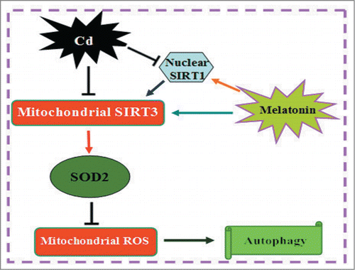 Figure 11. Melatonin inhibits autophagic cell death by promoting SIRT3-SOD2-mROS pathway in cadmium-induced hepatotoxicity.